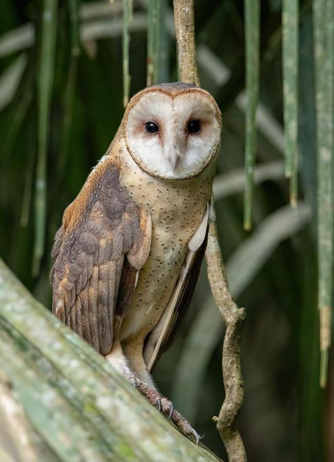 Green Diamond Amazon Lodge Πουέρτο Μαλντονάντο Εξωτερικό φωτογραφία