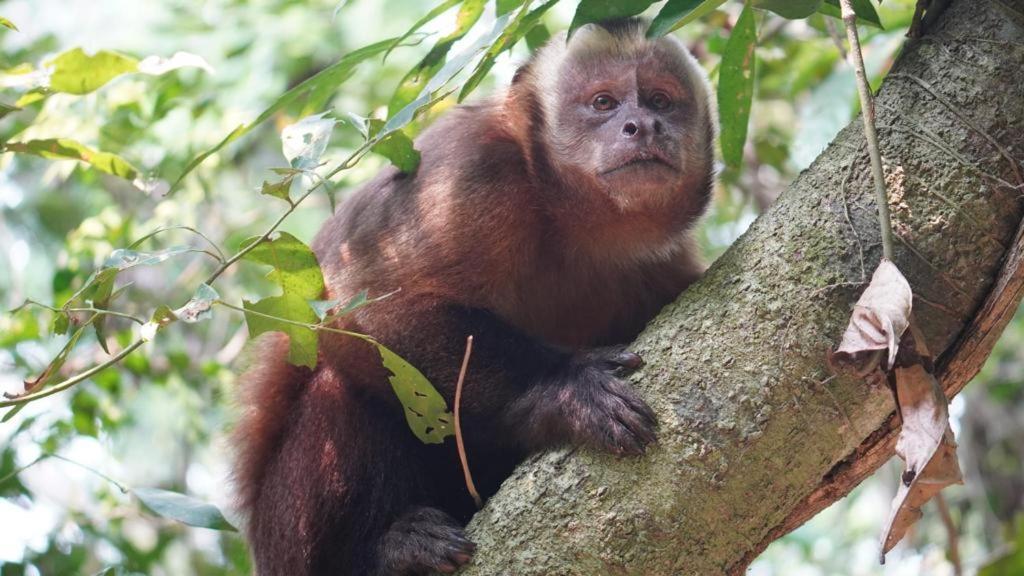 Green Diamond Amazon Lodge Πουέρτο Μαλντονάντο Εξωτερικό φωτογραφία