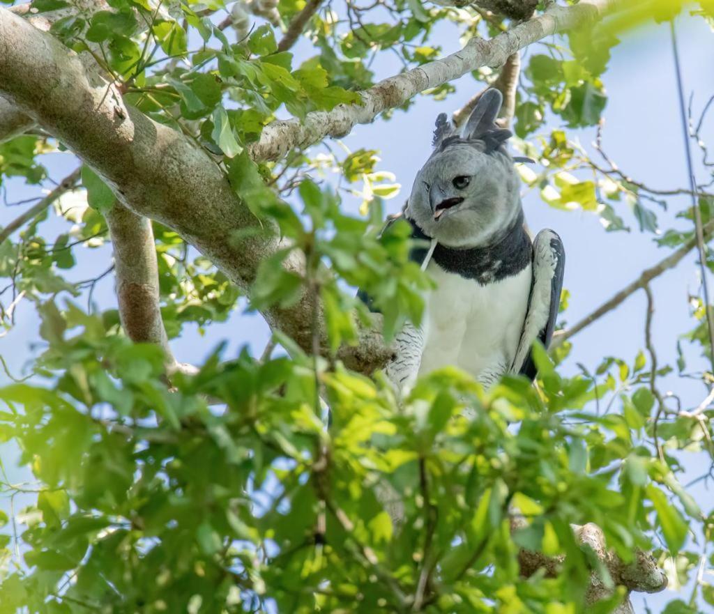 Green Diamond Amazon Lodge Πουέρτο Μαλντονάντο Εξωτερικό φωτογραφία